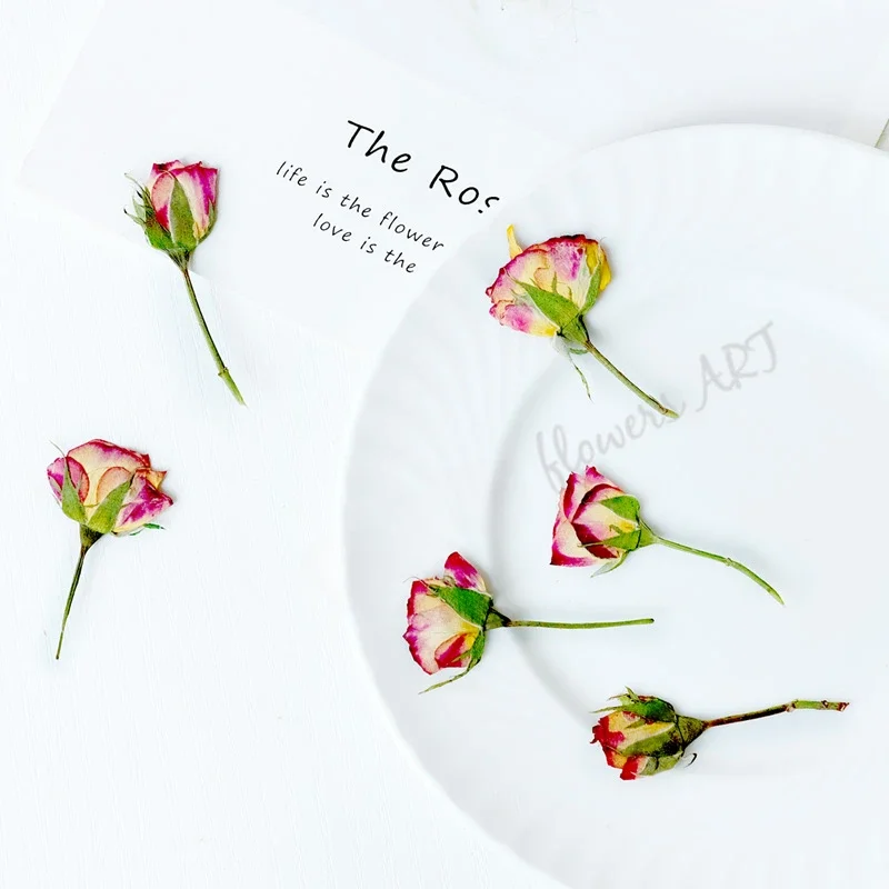 Dried Flower Pressed - Pressed Rose Bud Flower Petals Dry