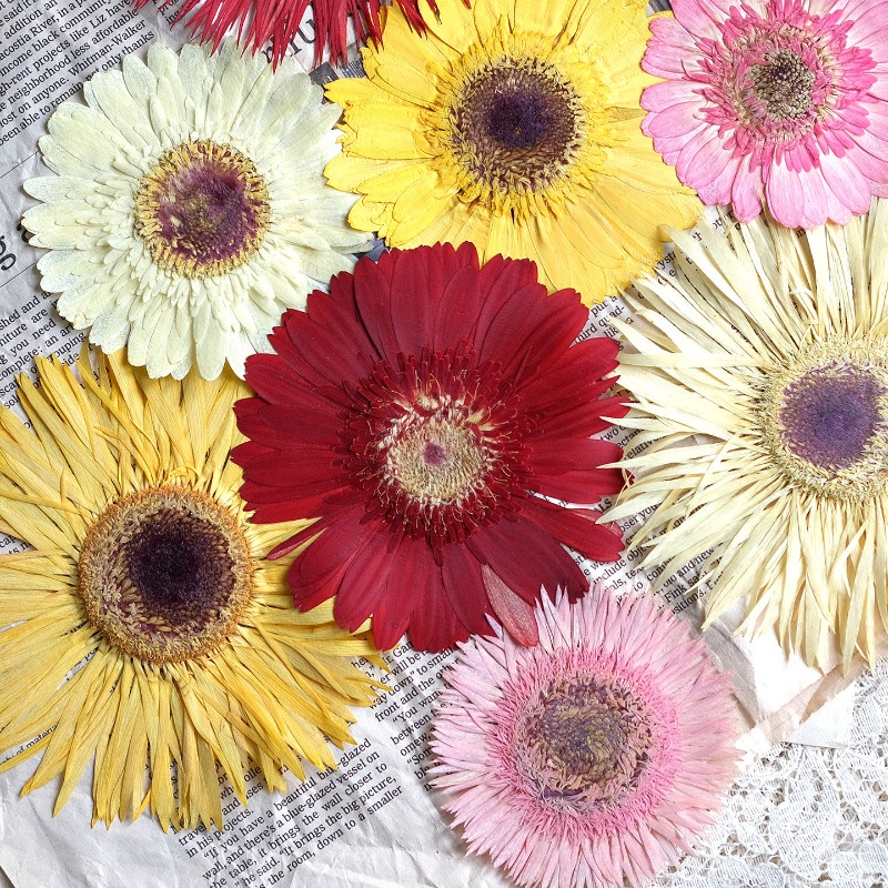 Dried Flower Pressed - 1pcs/7-9cm,Pressed Gerbera Dried Flowers Sunshine Color