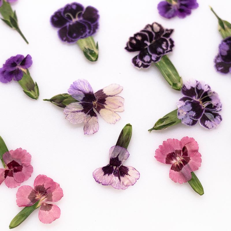 Dried Flower Pressed - 24pcs,Pressed Dried Dianthus Flowers Real Plant