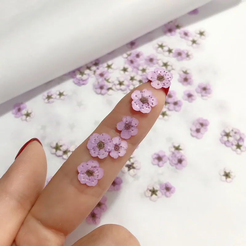 Pressed Mini Narcissus Dried F - Dried Flower Pressed ulasan dan harga