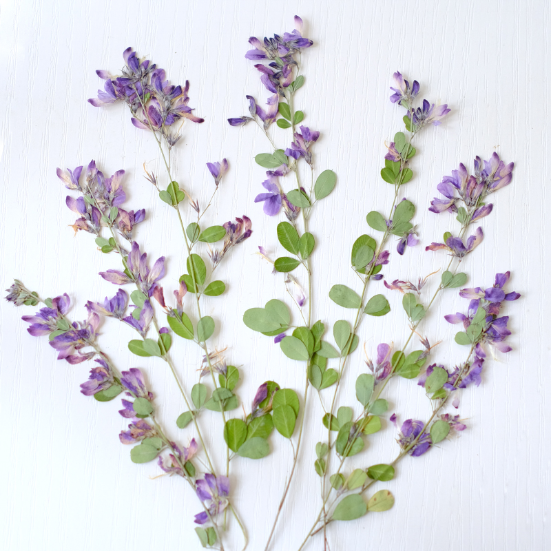 6pcs,nature Lespedeza Formosa  - Dried Flower Pressed ulasan dan harga