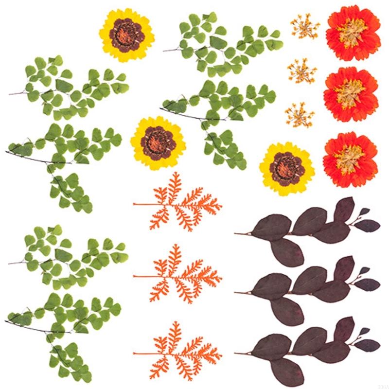 Natural Pressed Dried Flower F - Dried Flower Pressed ulasan dan harga