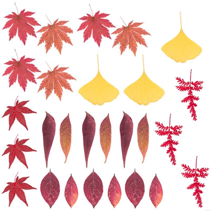 Natural Pressed Dried Flower F - Dried Flower Pressed ulasan dan harga