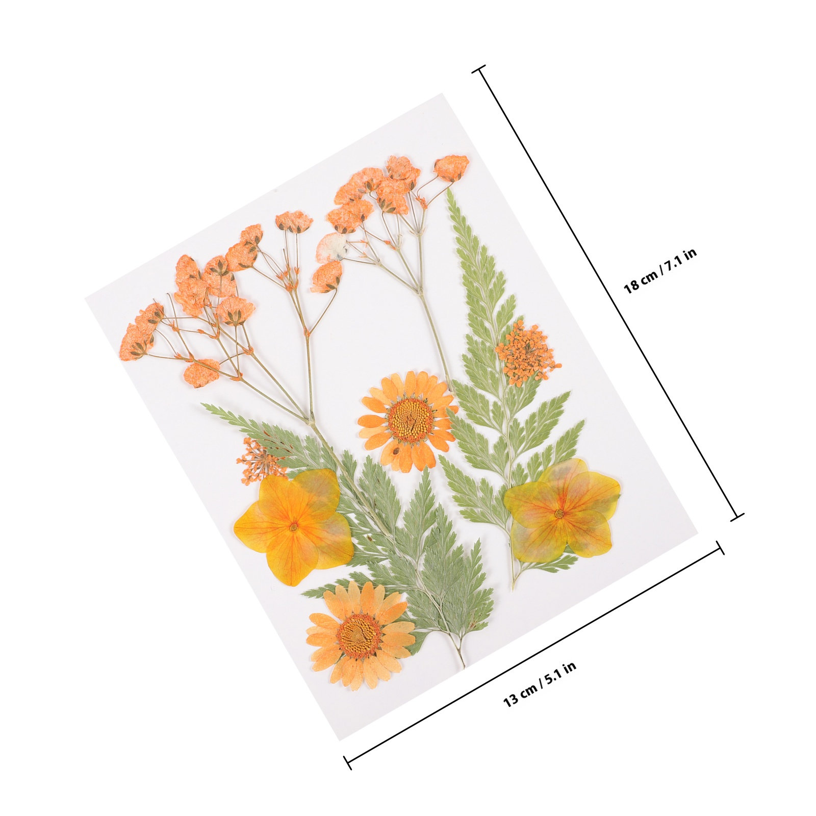 Dried Flowers Decoration Mater - Dried Flower Pressed ulasan dan harga