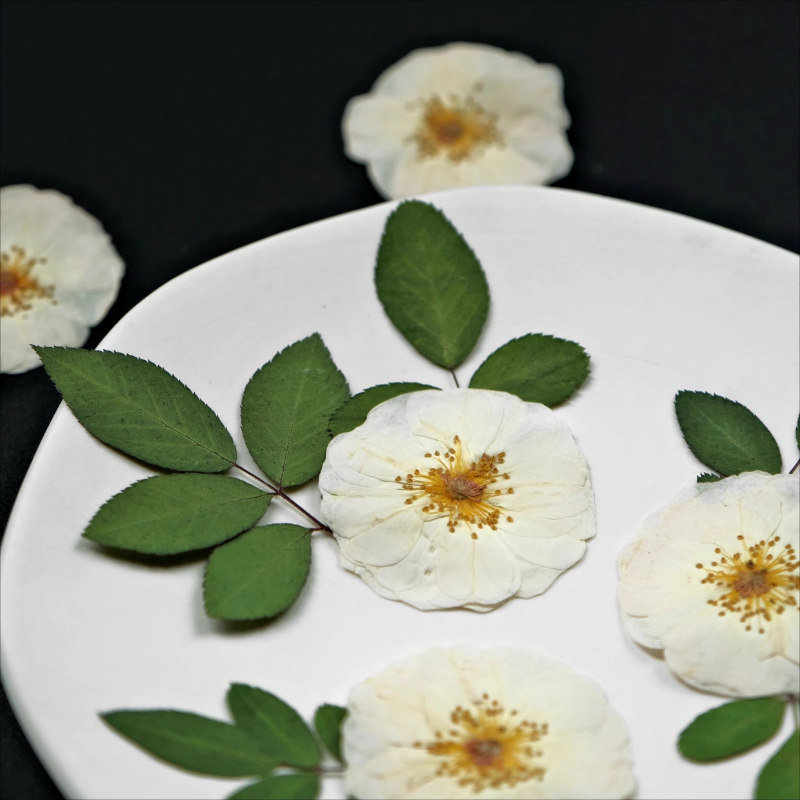 6pcs,9pcs,Nature White Rose Pr - Dried Flower Pressed ulasan dan harga