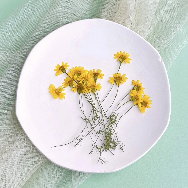 6-10cm/24pcs,Nature Pressed Ch - Dried Flower Pressed ulasan dan harga