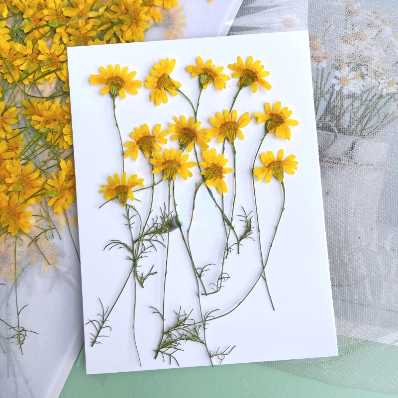 6-10cm/24pcs,Nature Pressed Ch - Dried Flower Pressed ulasan dan harga