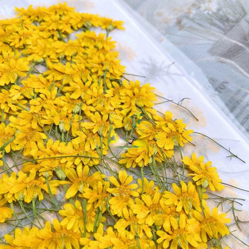 6-10cm/24pcs,Nature Pressed Ch - Dried Flower Pressed ulasan dan harga