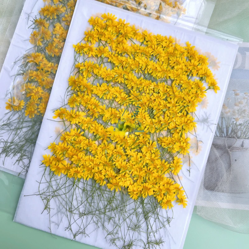 6-10cm/24pcs,Nature Pressed Ch - Dried Flower Pressed ulasan dan harga