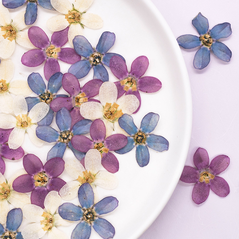 12pcs,Pressed Blue Star Flower - Dried Flower Pressed ulasan dan harga