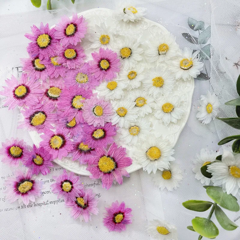 24pcs/2-4CM,Natural Pressed Fl - Dried Flower Pressed ulasan dan harga