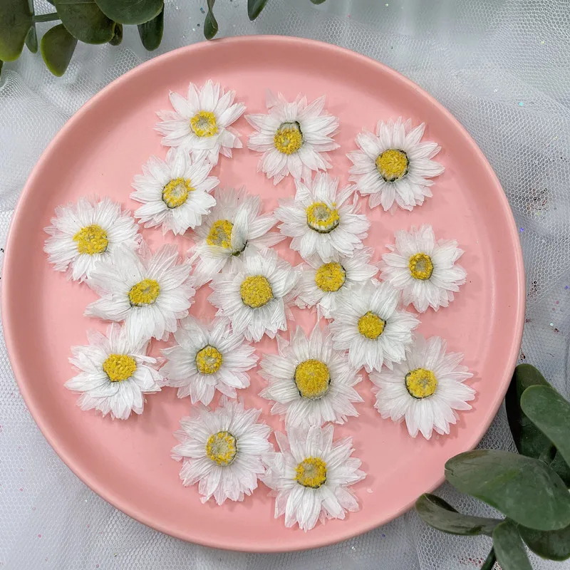 24pcs/2-4CM,Natural Pressed Fl - Dried Flower Pressed ulasan dan harga