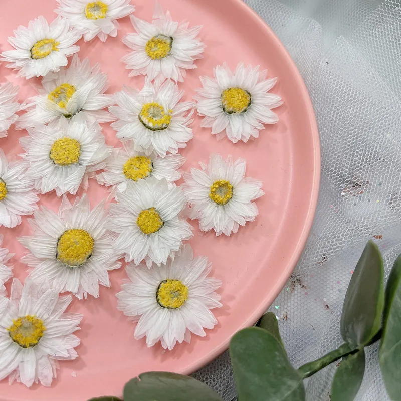 24pcs/2-4CM,Natural Pressed Fl - Dried Flower Pressed ulasan dan harga