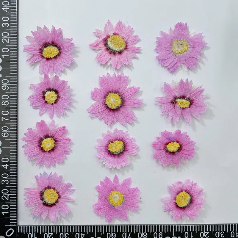 24pcs/2-4CM,Natural Pressed Fl - Dried Flower Pressed ulasan dan harga