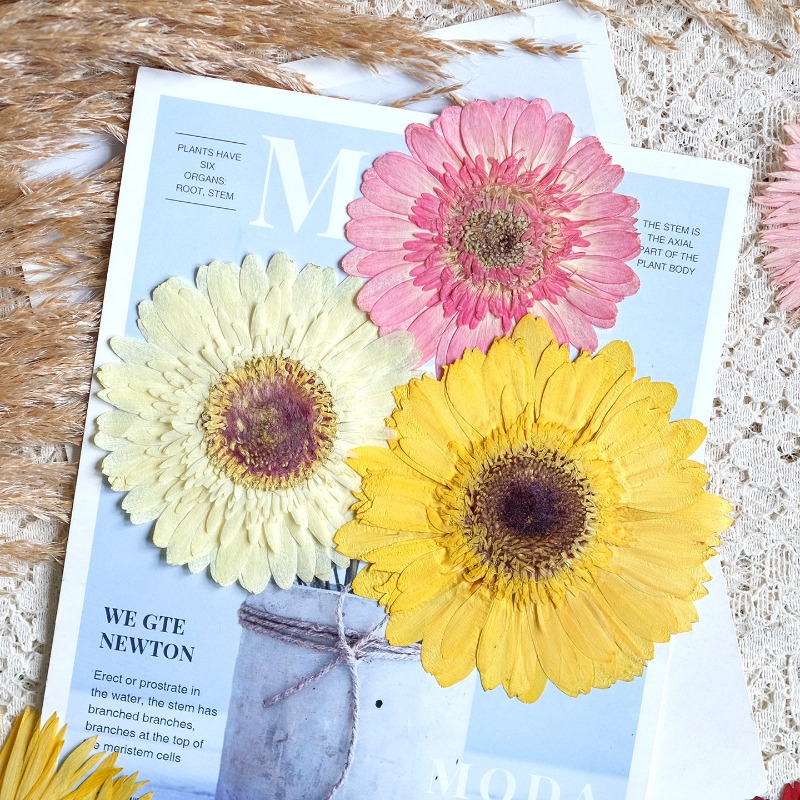 1pcs/7-9cm,Pressed Gerbera Dri - Dried Flower Pressed ulasan dan harga