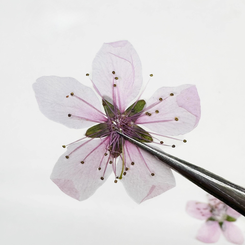 12pcs,Nature Peach Blossom Pre - Dried Flower Pressed ulasan dan harga