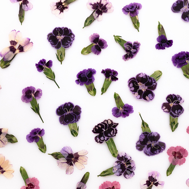 24pcs,Pressed Dried Dianthus F - Dried Flower Pressed ulasan dan harga
