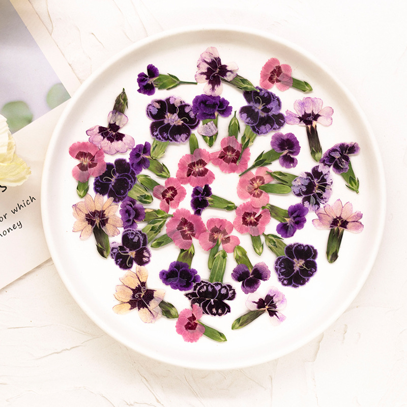 24pcs,Pressed Dried Dianthus F - Dried Flower Pressed ulasan dan harga