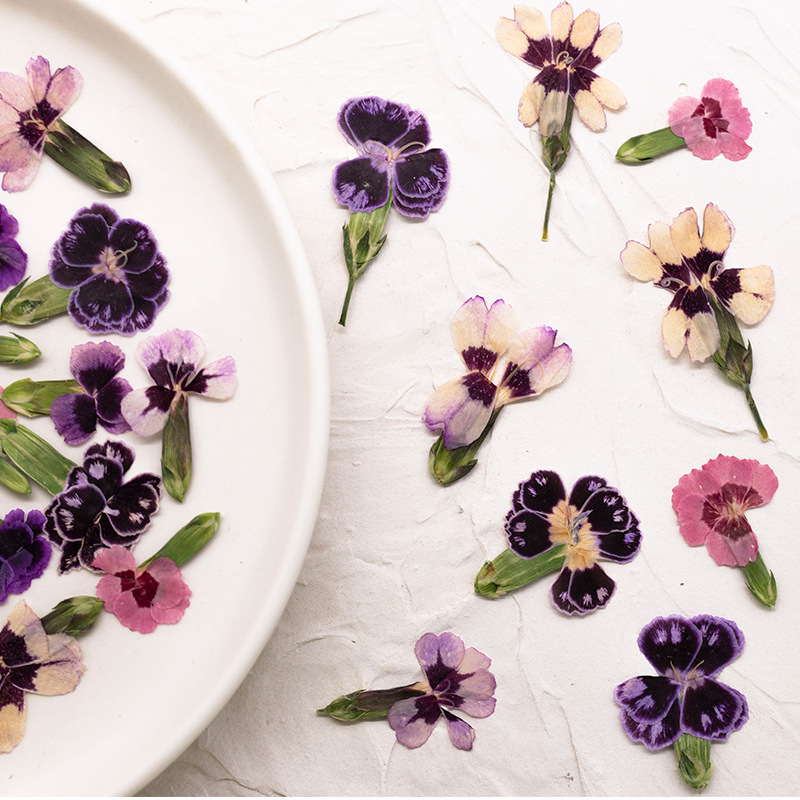 24pcs,Pressed Dried Dianthus F - Dried Flower Pressed ulasan dan harga