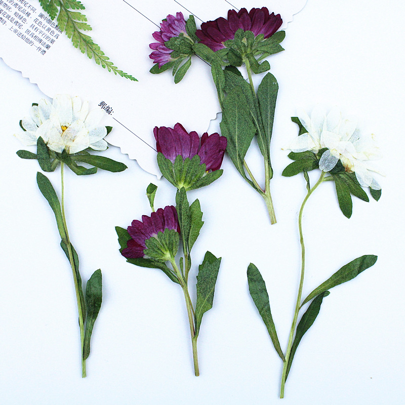 24pcs,Mini Chrysanthemum Press - Dried Flower Pressed ulasan dan harga