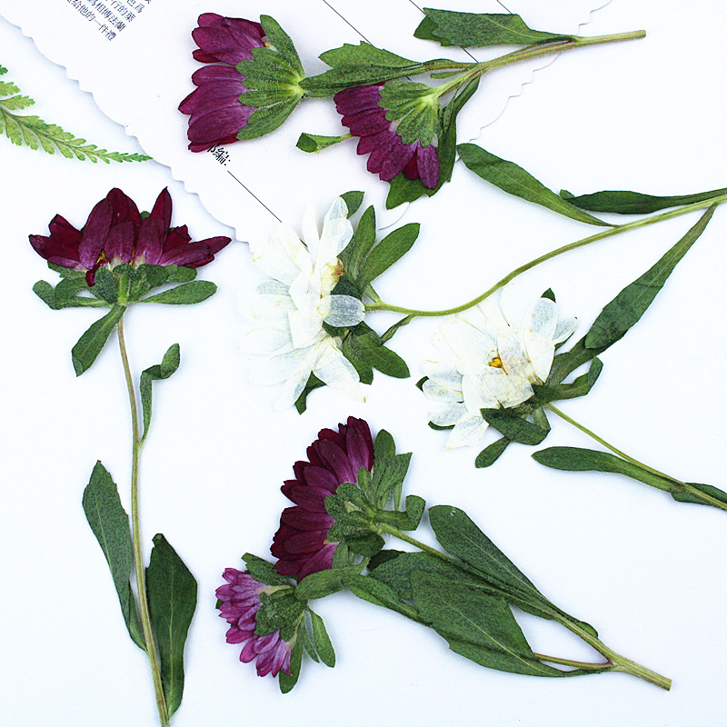 24pcs,Mini Chrysanthemum Press - Dried Flower Pressed ulasan dan harga